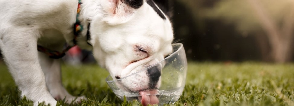 Dog drinking water out of a bowl